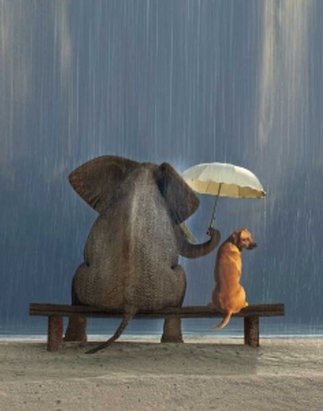 Hovedbilde Elefant og Hund Skrivebok