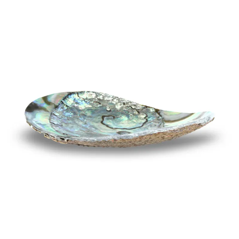 Smykkeskål Abalone Skjell