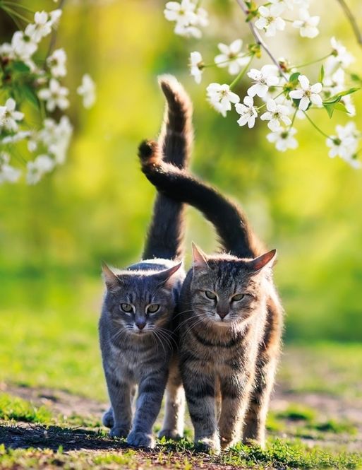 Hovedbilde 2 Katter Skrivebok