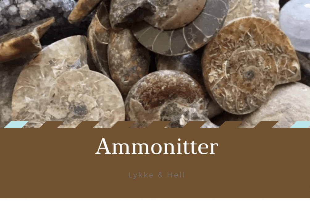 Hovedbilde Ammonitter