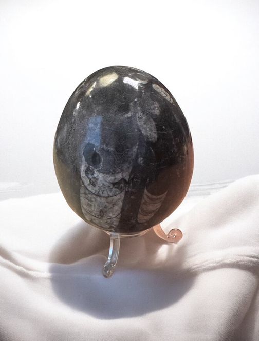 Hovedbilde Orthoceras Egg 590gram