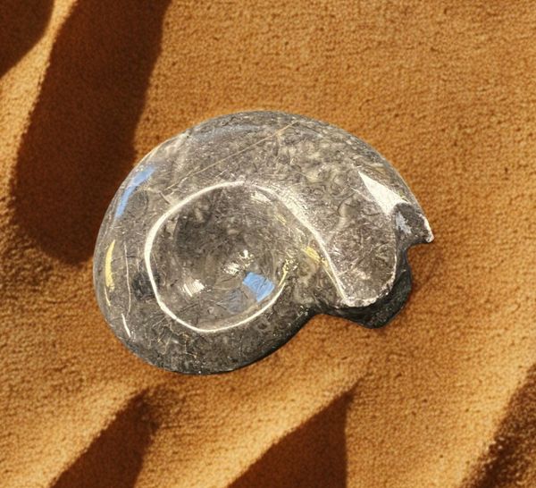 Hovedbilde Goniatitt Ammonitt Fossil ...