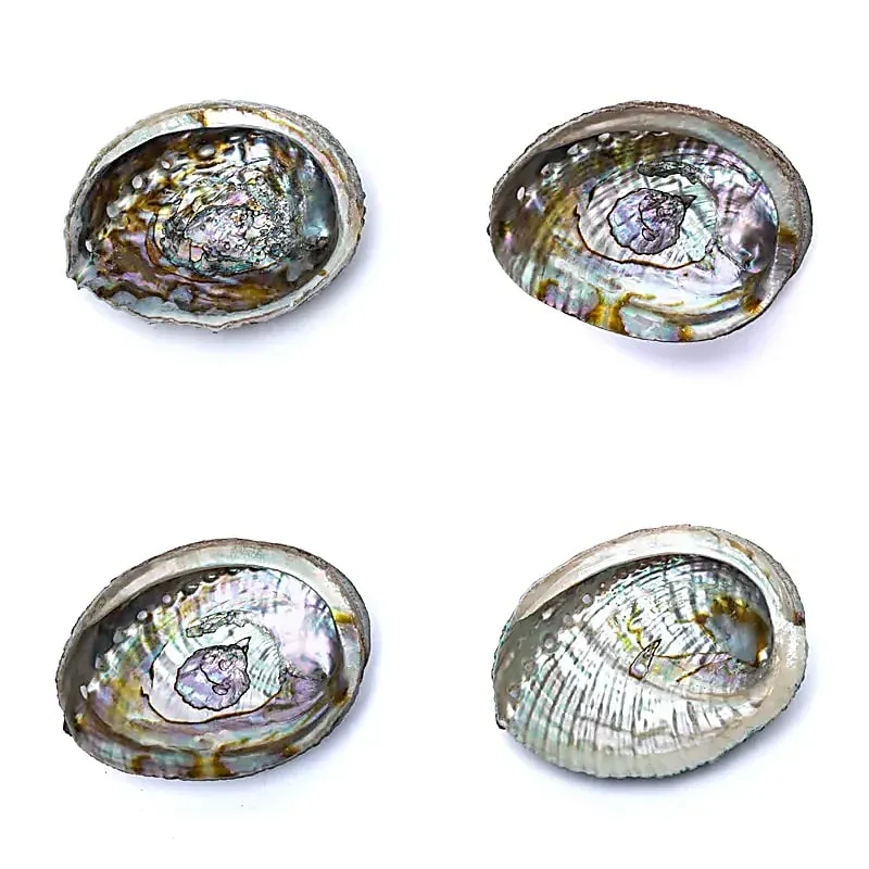 Grønn Abalone smudge Skjell Haliotis Fulgens M